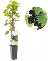 Ribes nigrum 'Titania' (Zwarte bes) fruitplant 60cm kopen?