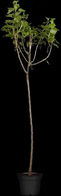 Ribes nigrum 'Titania' (Zwarte bes) fruitplant 60cm - afbeelding 9