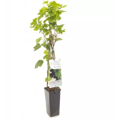 Ribes nigrum 'Titania' (Zwarte bes) fruitplant 60cm - afbeelding 2
