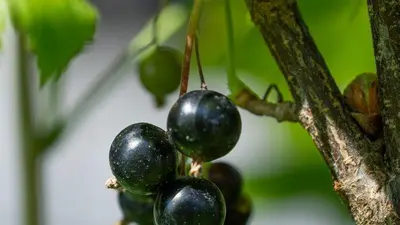 Ribes nigrum 'Titania' (Zwarte bes) fruitplant 60cm - afbeelding 3