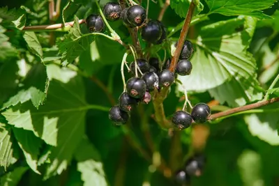 Ribes nigrum 'Titania' (Zwarte bes) fruitplant 60cm - afbeelding 6