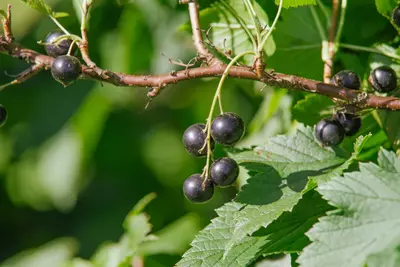 Ribes nigrum 'Titania' (Zwarte bes) fruitplant 60cm - afbeelding 7