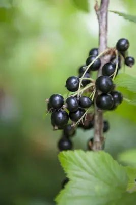 Ribes nigrum 'Titania' (Zwarte bes) fruitplant 60cm - afbeelding 8