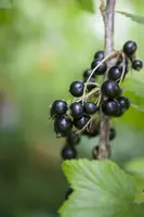 Ribes nigrum 'Titania' (Zwarte bes) fruitplant 60cm - afbeelding 8