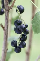 Ribes nigrum 'Titania' (Zwarte bes) fruitplant 60cm - afbeelding 10