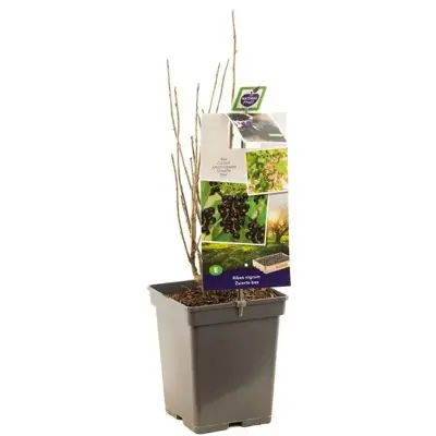 Ribes nigrum 'Titania' (Zwarte bes) fruitplant 60cm - afbeelding 2