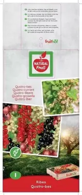 Ribes 'Quatro-bes' (Bessenmix) fruitplant 65cm - afbeelding 4