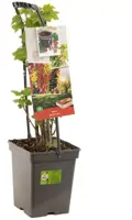 Ribes 'Quatro-bes' (Bessenmix) fruitplant 65cm - afbeelding 2