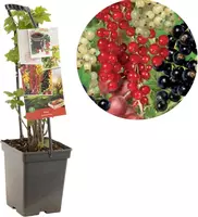 Ribes 'Quatro-bes' (Bessenmix) fruitplant 65cm - afbeelding 1