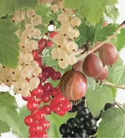 Ribes 'Quatro-bes' (Bessenmix) fruitplant 65cm - afbeelding 5