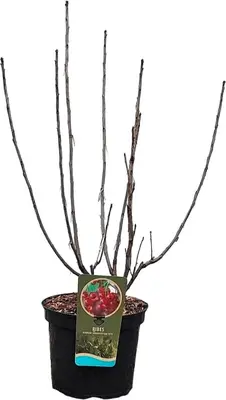Ribes rubrum 'Jonkheer van Tets' (Rode Aalbes) 60cm - afbeelding 4