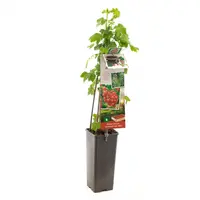 Ribes rubrum 'Jonkheer van Tets' (Rode Aalbes) fruitplant 60cm kopen?