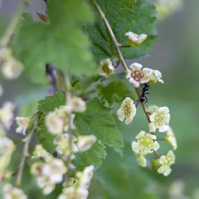 Ribes rubrum 'Jonkheer van Tets' (Rode Aalbes) fruitplant 60cm - afbeelding 5