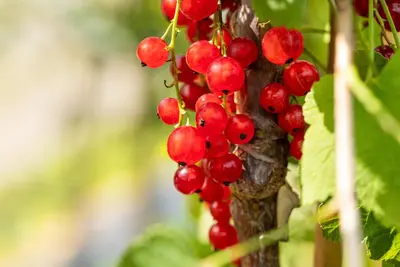 Ribes rubrum 'Jonkheer van Tets' (Rode Aalbes) fruitplant 60cm - afbeelding 14