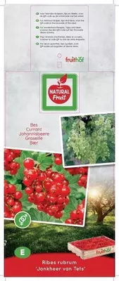Ribes rubrum 'Jonkheer van Tets' (Rode Aalbes) fruitplant 60cm - afbeelding 4