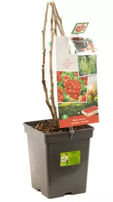 Ribes rubrum 'Jonkheer van Tets' (Rode Aalbes) fruitplant 60cm - afbeelding 3