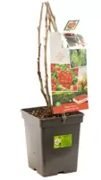 Ribes rubrum 'Jonkheer van Tets' (Rode Aalbes) fruitplant 60cm - afbeelding 3