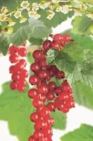 Ribes rubrum 'Jonkheer van Tets' (Rode Aalbes) fruitplant 60cm - afbeelding 4
