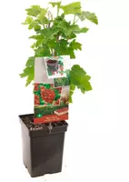 Ribes rubrum 'Jonkheer van Tets' (Rode Aalbes) fruitplant 60cm - afbeelding 2