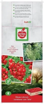 Ribes rubrum 'Jonkheer van Tets' (Rode Aalbes) fruitplant 60cm - afbeelding 3