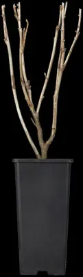 Ribes rubrum 'Jonkheer van Tets' (Rode Aalbes) fruitplant 60cm - afbeelding 9