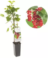 Ribes rubrum 'Jonkheer van Tets' (Rode Aalbes) fruitplant 60cm - afbeelding 1