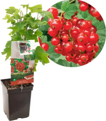 Ribes rubrum 'Jonkheer van Tets' (Rode Aalbes) fruitplant 60cm - afbeelding 1