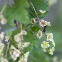 Ribes rubrum 'Jonkheer van Tets' (Rode Aalbes) fruitplant 60cm - afbeelding 5