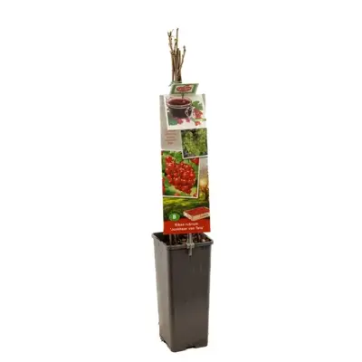 Ribes rubrum 'Jonkheer van Tets' (Rode Aalbes) fruitplant 60cm - afbeelding 2