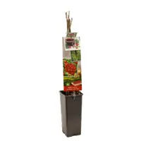 Ribes rubrum 'Jonkheer van Tets' (Rode Aalbes) fruitplant 60cm - afbeelding 2