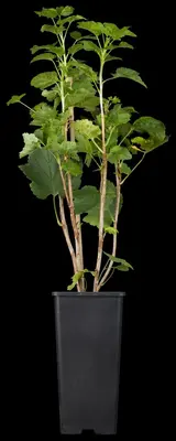Ribes rubrum 'Jonkheer van Tets' (Rode Aalbes) fruitplant 60cm - afbeelding 6