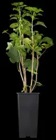 Ribes rubrum 'Jonkheer van Tets' (Rode Aalbes) fruitplant 60cm - afbeelding 6