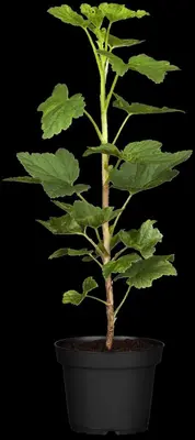 Ribes rubrum 'Jonkheer van Tets' (Rode Aalbes) fruitplant 60cm - afbeelding 8