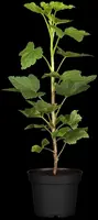 Ribes rubrum 'Jonkheer van Tets' (Rode Aalbes) fruitplant 60cm - afbeelding 8