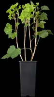 Ribes rubrum 'Jonkheer van Tets' (Rode Aalbes) fruitplant 60cm - afbeelding 7