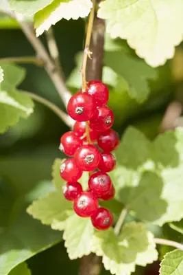Ribes rubrum 'Jonkheer van Tets' (Rode Aalbes) fruitplant 60cm - afbeelding 10