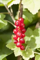 Ribes rubrum 'Jonkheer van Tets' (Rode Aalbes) fruitplant 60cm - afbeelding 10
