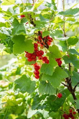Ribes rubrum 'Jonkheer van Tets' (Rode Aalbes) fruitplant 60cm - afbeelding 11