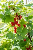 Ribes rubrum 'Jonkheer van Tets' (Rode Aalbes) fruitplant 60cm - afbeelding 11