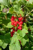 Ribes rubrum 'Jonkheer van Tets' (Rode Aalbes) fruitplant 60cm - afbeelding 12