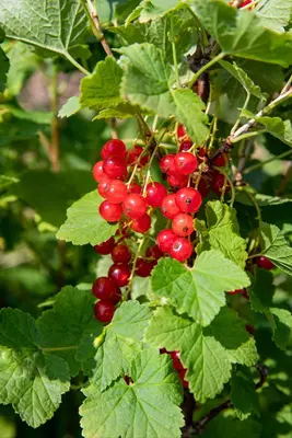 Ribes rubrum 'Jonkheer van Tets' (Rode Aalbes) fruitplant 60cm - afbeelding 12