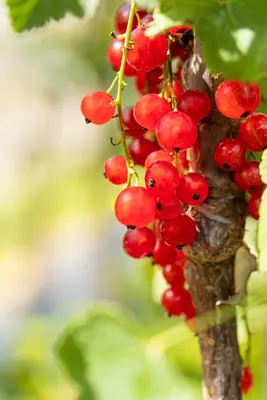 Ribes rubrum 'Jonkheer van Tets' (Rode Aalbes) fruitplant 60cm - afbeelding 13