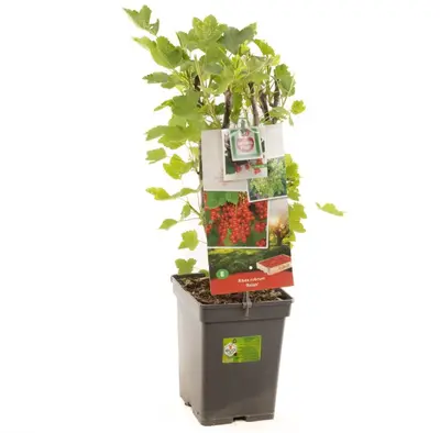 Ribes rubrum 'Rolan' (Rode Aalbes) fruitplant 60cm - afbeelding 2