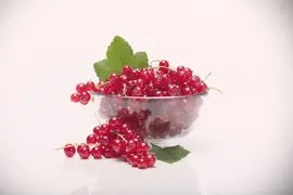 Ribes rubrum 'Rolan' (Rode Aalbes) fruitplant 60cm - afbeelding 6