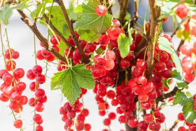 Ribes rubrum 'Rolan' (Rode Aalbes) fruitplant 60cm - afbeelding 10