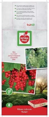 Ribes rubrum 'Rolan' (Rode Aalbes) fruitplant 60cm - afbeelding 4