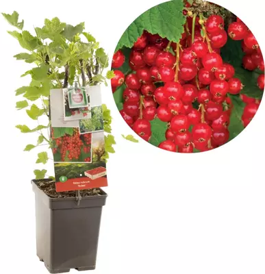 Ribes rubrum 'Rolan' (Rode Aalbes) fruitplant 60cm - afbeelding 1