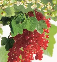 Ribes rubrum 'Rolan' (Rode Aalbes) fruitplant 60cm - afbeelding 5