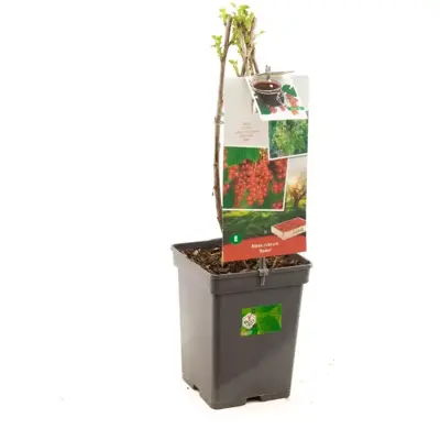 Ribes rubrum 'Rolan' (Rode Aalbes) fruitplant 60cm - afbeelding 3