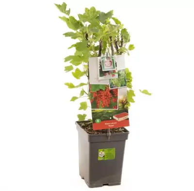 Ribes rubrum 'Rolan' (Rode Aalbes) fruitplant 60cm - afbeelding 2